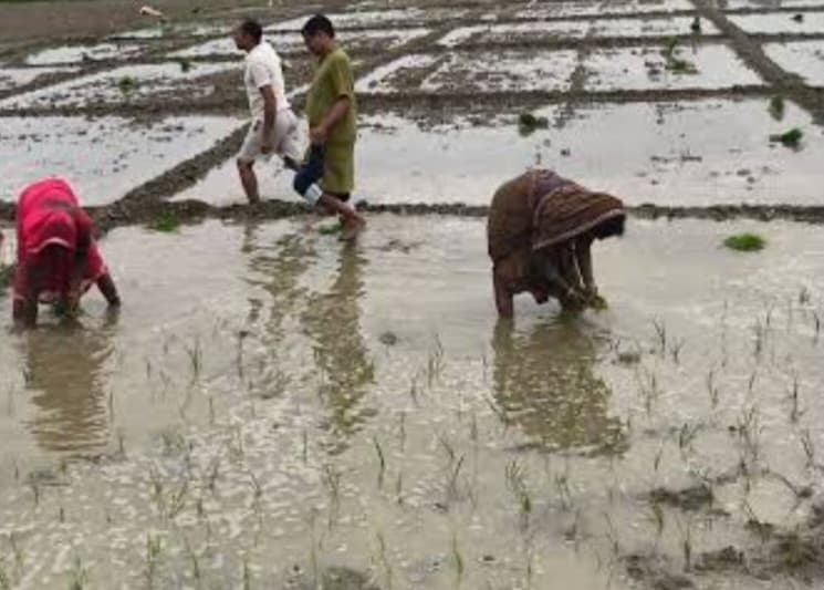 मानसून की मेहरबानी से सीवान में धान रोपनी ने पकड़ी रफ्तार, चार दिनों में 100 मिमी से अधिक बारिश