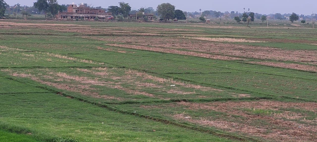 औरंगाबाद में कमजोर पड़ा मॉनसून, सूख रहे खेत, धान की रोपनी पर संकट, 15 से 17 जुलाई के बीच बारिश की उम्मीद