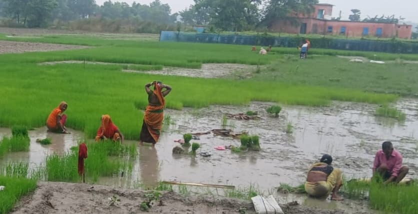 सारण में चार दिनों की बारिश बनी किसानों के लिए वरदान, 17% धान की रोपनी पूरी