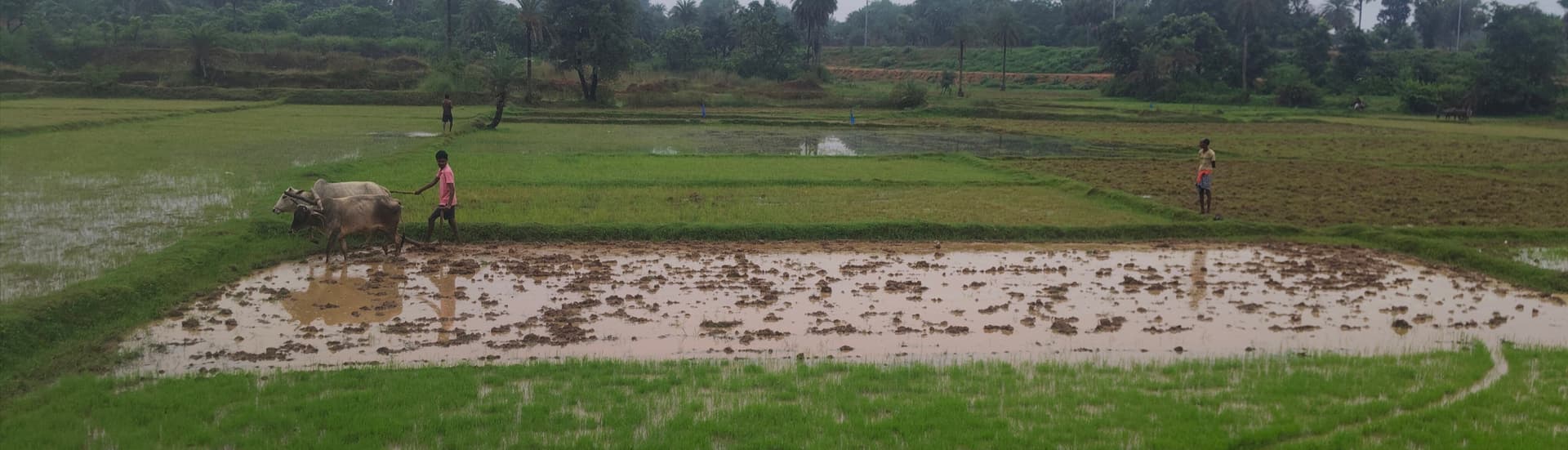झमाझम बारिश से खेतों में लौटी रौनक, धान रोपनी ने पकड़ी रफ्तार