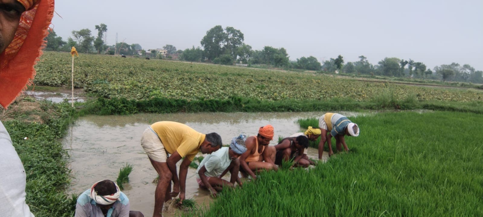 औरंगाबाद में बारिश ने छोड़ा साथ, फिर भी नहीं टूटा किसानों का हौसला, समरसेबल के सहारे शुरू हुई धान की रोपाई