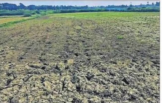 बारिश की कमी से धान की रोपनी प्रभावित, खेतों में उड़ रही धूल