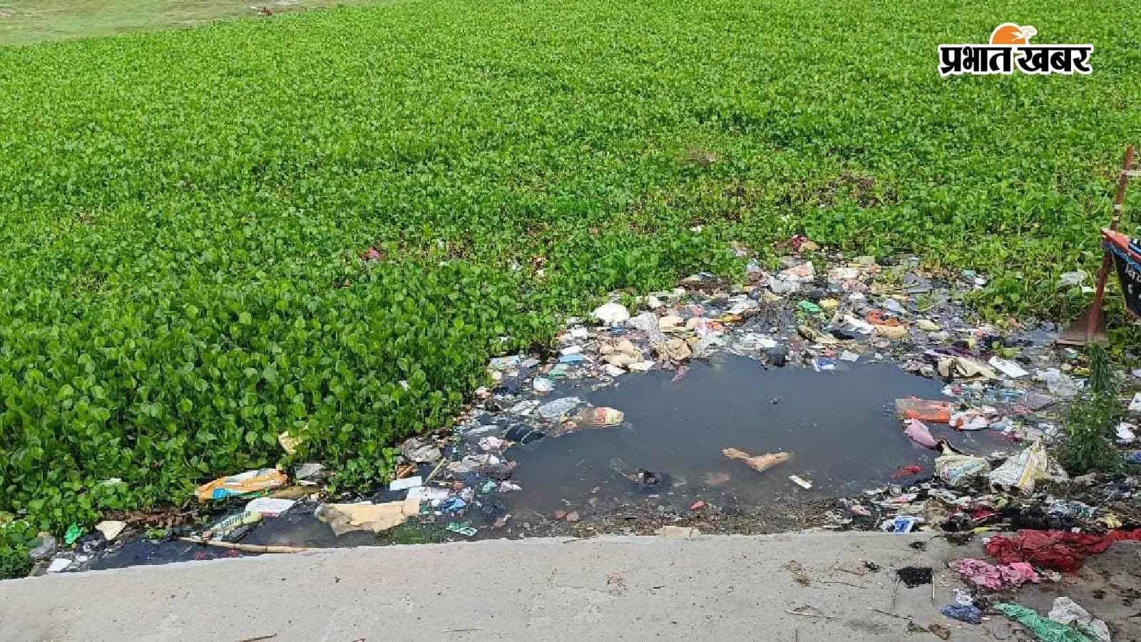 गंगा नदी में जलकुंभी व कचरे का लगा अंबार