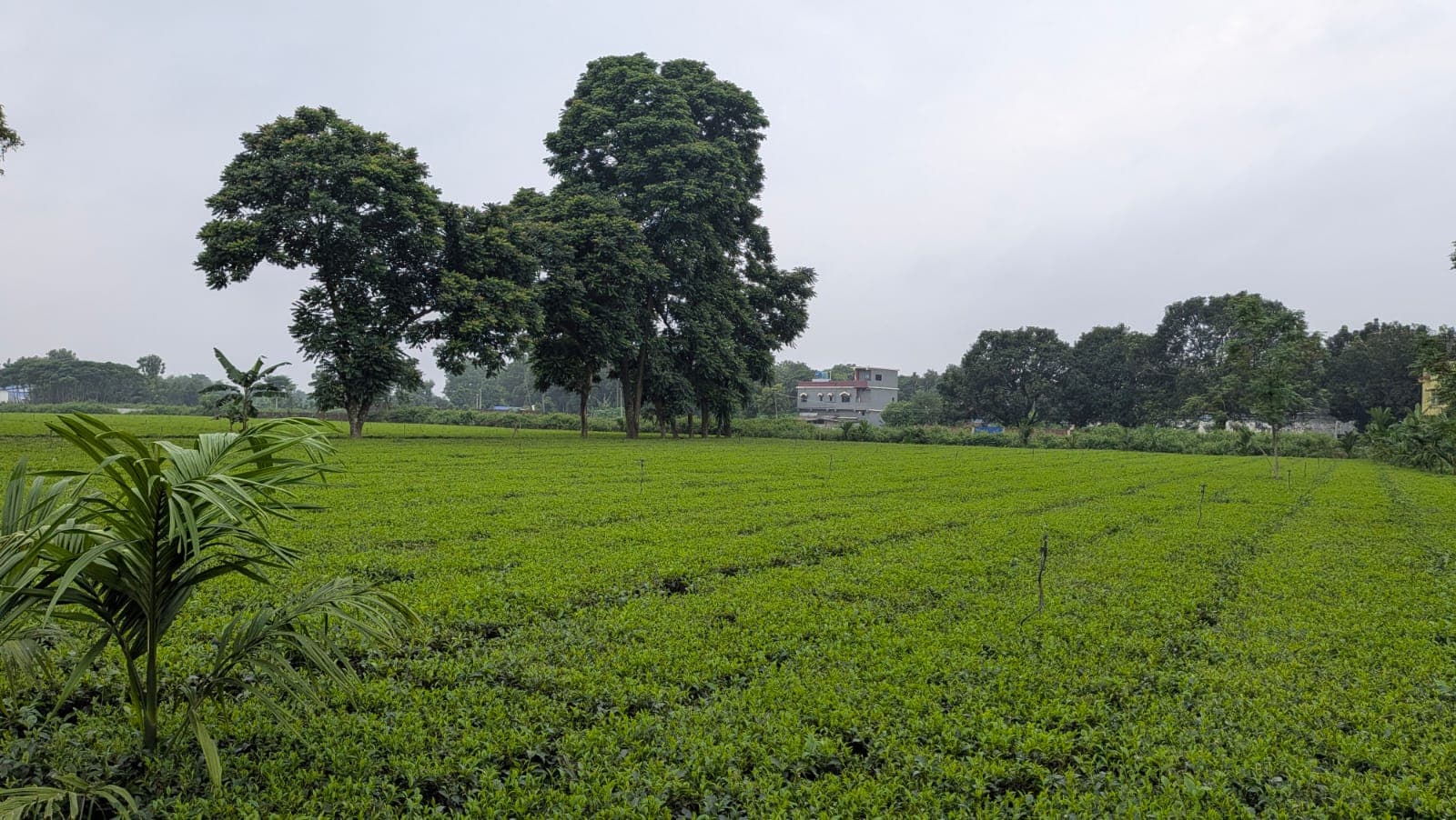 किशनगंज में मौसम का बदला मिजाज: उमस भरी गर्मी से राहत पर मूसलाधार बारिश का इंतजार