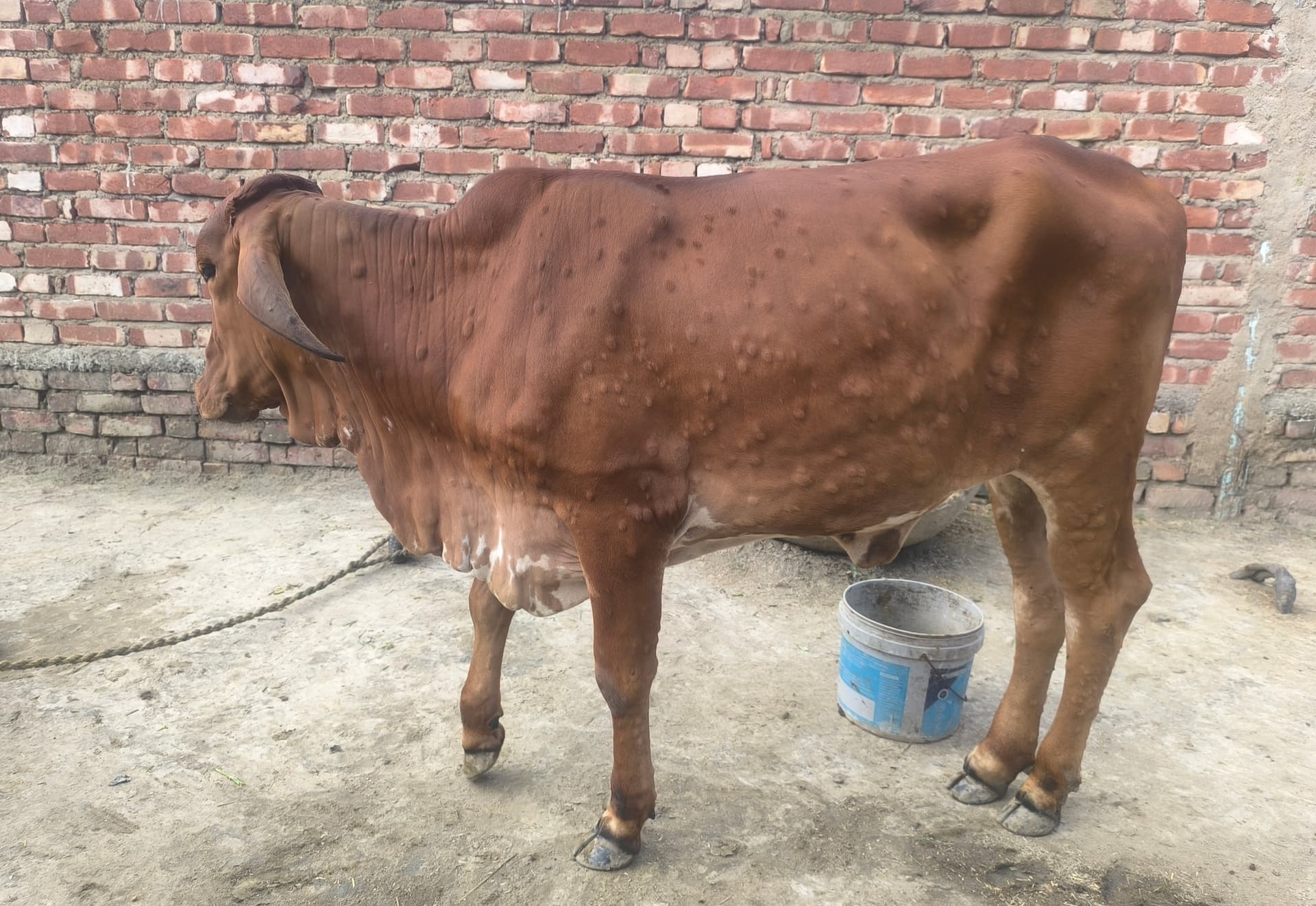लंपी बीमारी से पशुपालक परेशान, 50 हजार से अधिक पशुओं वाले क्षेत्र में टीकाकरण पर उठे सवाल