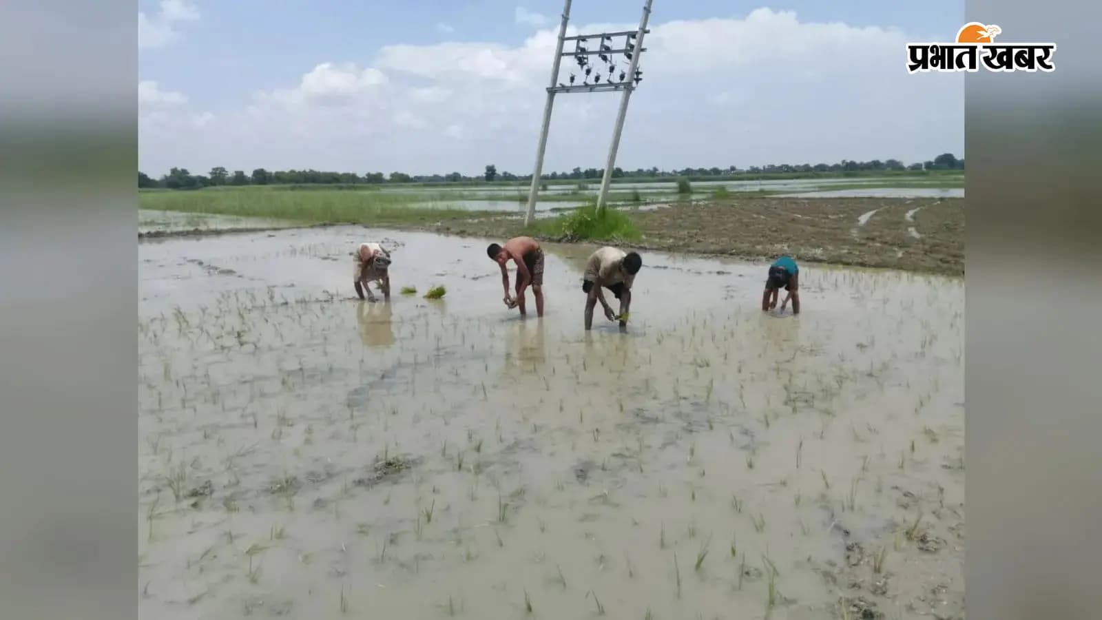 मानसून की मेहरबानी से सीवान में धान रोपनी ने पकड़ी रफ्तार, खरीफ फसलों को मिला नया जीवन