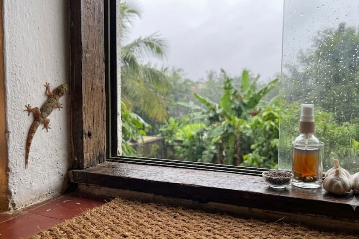 छिपकलियों से छुटकारा चाहिए? मानसून में अपनाएं ये 5 आसान उपाय