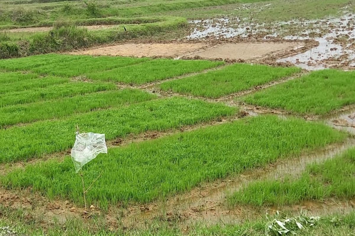 Seraikela Kharsawan Monsoon