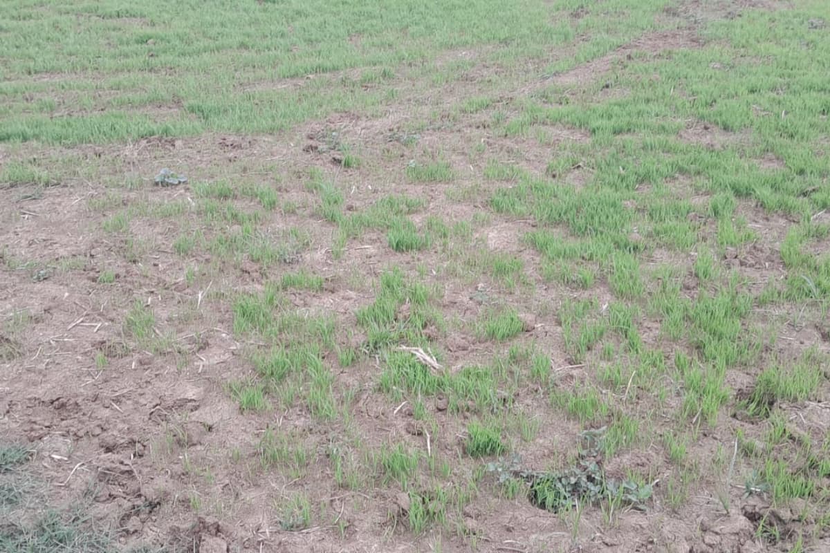 मानसून की बेरुखी से सूख रहे धान के बिचड़े, बारिश नहीं हुई तो खेती पर गहराएगा संकट