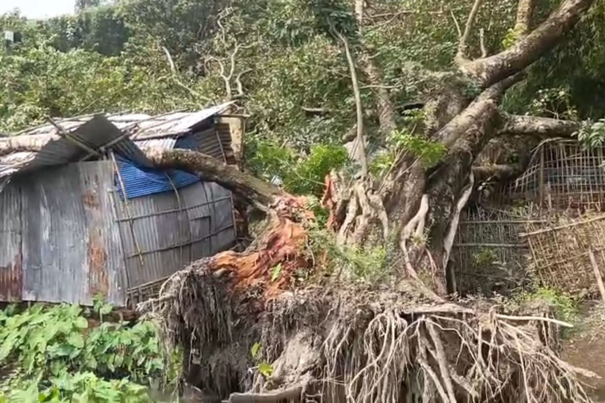 100 साल पुराने पेड़ के गिरने से उजड़ गए कई आशियाने: बारसोई में आंधी-बारिश का कहर
