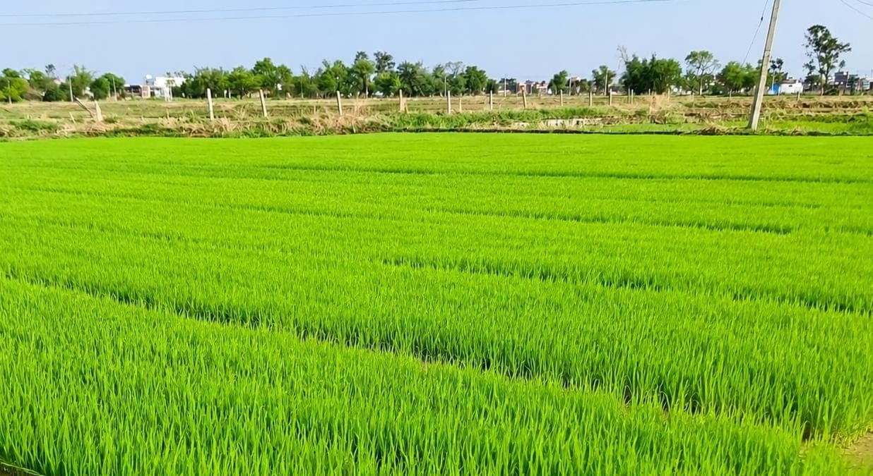 सूखे की मार से रोहतास के किसान बेहाल, धान की रोपनी पूरी तरह ठप, सामान्य वर्षो की तुलना में काफी कम बारिश