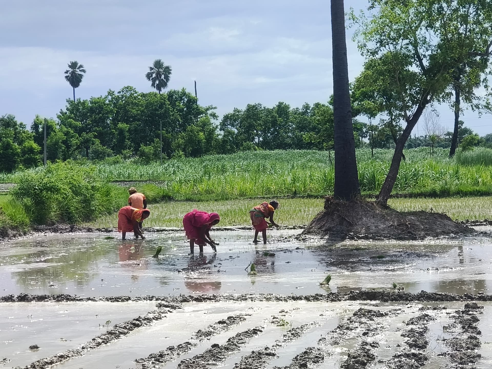 बारिश ने छोड़ा साथ, कोटवा के किसान मोटर से कर रहे धान की रोपाई, सरकार से डीजल अनुदान की मांग