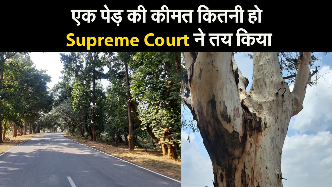 एक पेड़ की कीमत कितनी हो Supreme Court ने तय किया एक पेड़ की कीमत कितनी हो Supreme Court ने तय किया