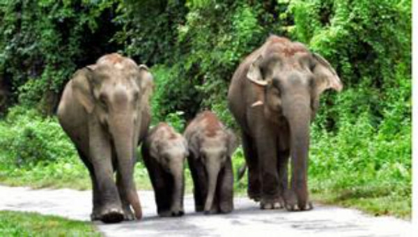 बिहार के नवादा में दिन भर चलता रहा पागल हाथी का तांडव, छह को कुचला, चार मरे बिहार के नवादा में दिन भर चलता रहा पागल हाथी का तांडव, छह को कुचला, चार मरे