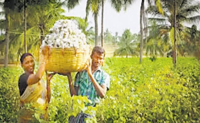 कपास की खेती का नया बिजनेस मॉडल