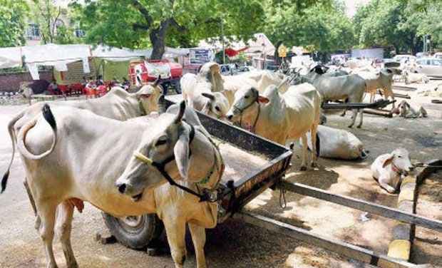 गाय और बछड़ों को हत्या के लिये ले जा रहे 8 हत्यारे गिरफ्तार