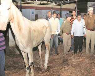 घोड़े शक्तिमान का पैर काटा गया, कृत्रिम पैर लगाने पर विचार