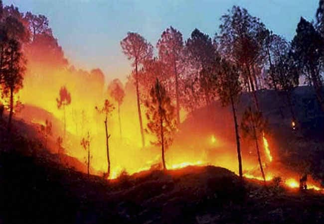 बारिश से जंगल की आग बुझाने के अभियान में बडी राहत