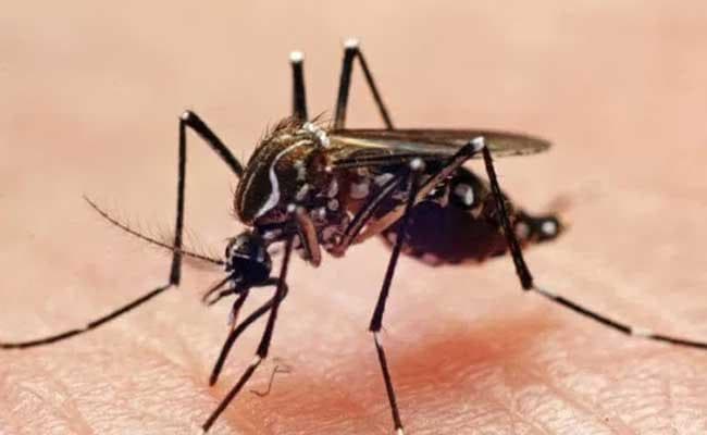 बिहार : अस्पतालों में मलेरिया व डेंगू की दवा का गहराया संकट बिहार : अस्पतालों में मलेरिया व डेंगू की दवा का गहराया संकट