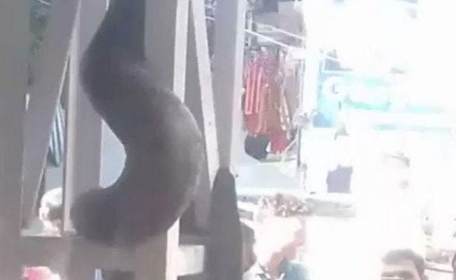 VIDEO: रेलवे स्टेशन पर पहुंचा 15 फीट लंबा अजगर, लोगों ने कुछ यूं उड़ाया मजाक VIDEO: रेलवे स्टेशन पर पहुंचा 15 फीट लंबा अजगर, लोगों ने कुछ यूं उड़ाया मजाक