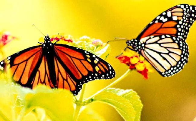 सुखी जीवन पाना है, तो करें समर्पण