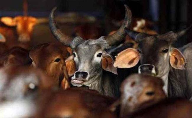झारखंड में 10 लाख पशुओं को लगी कम मानकवाली वैक्सीन, जांच में खुलासे के बाद वैक्सीनेशन पर रोक झारखंड में 10 लाख पशुओं को लगी कम मानकवाली वैक्सीन, जांच में खुलासे के बाद वैक्सीनेशन पर रोक
