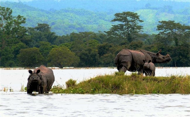 IN PICS त्राहिमाम: असम में बाढ़ का कहर जारी, काजीरंगा नेशनल पार्क के 73 जानवरों की मौत
