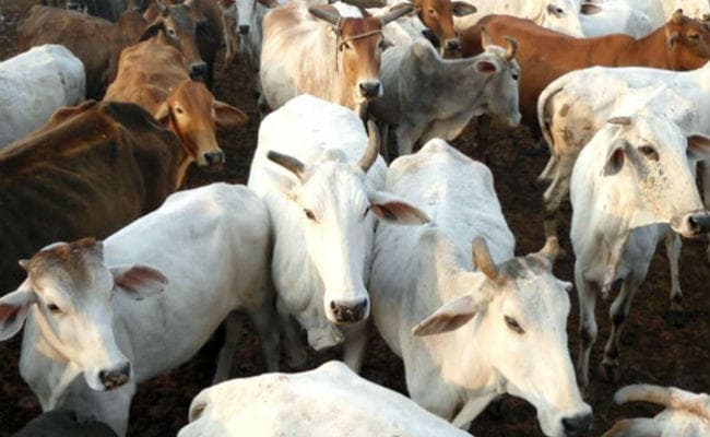 सरकारी खर्चे पर होगी आवारा घूमंतु मवेशियों के चारा और इलाज की व्यवस्था, अब तक 35 मवेशियों को गौशालाओं में भेजा गया