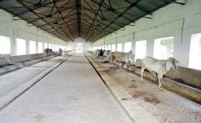 बिहार : बक्सर के डुमरांव में बनेगा सूबे का पहला गोकुल ग्राम