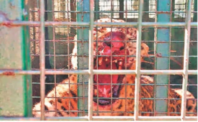 बीरपाड़ा: तेंदुए ने फिर एक बच्चे को चाय बागान में मार डाला