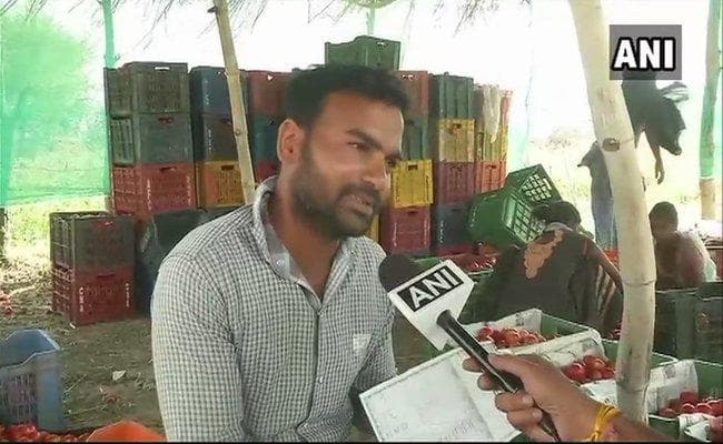MP : थोक मंडियों में टमाटर के दाम निकाल रहे किसानों की जान, नहीं निकल पा रही लागत