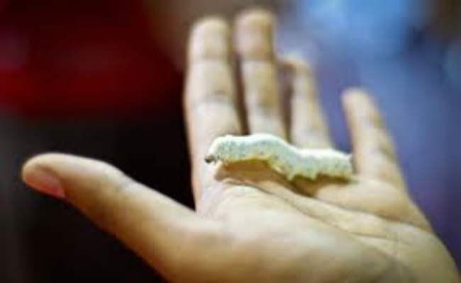 राज्य में फल फूल रहा है रेशम उत्पादन, ममता सरकार में नौ गुणा हुआ उत्पादन में इजाफा