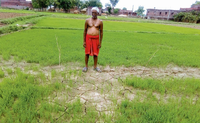मॉनसून की दगाबाजी, 15% से भी कम हुई धान की रोपाई