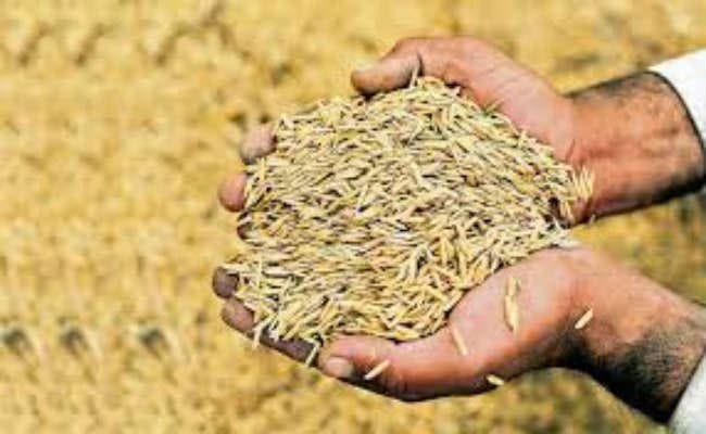 Bihar: उसना चावल के चक्कर में सरकार के 10 करोड़ रुपये फंसे!, ढाई सौ कामगारों के रोजगार पर भी लगा ग्रहण Bihar: उसना चावल के चक्कर में सरकार के 10 करोड़ रुपये फंसे!, ढाई सौ कामगारों के रोजगार पर भी लगा ग्रहण