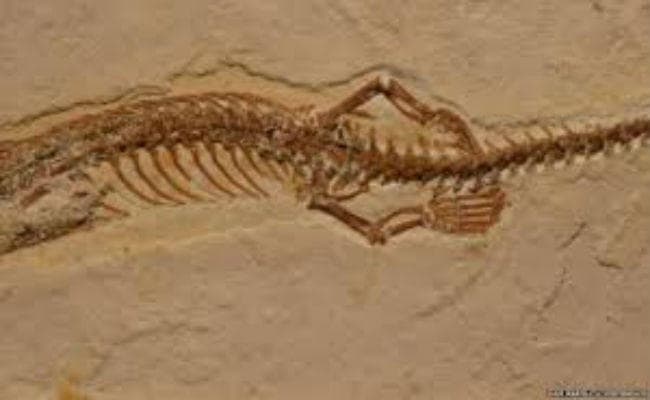 Research: करोड़ों साल पहले सांप के होते थे पैर