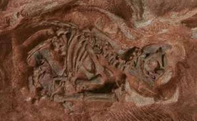 Research : डायनासोरों के प्राचनीतम अंडे खोलेंगे उनकी उत्पत्ति के राज Research : डायनासोरों के प्राचनीतम अंडे खोलेंगे उनकी उत्पत्ति के राज