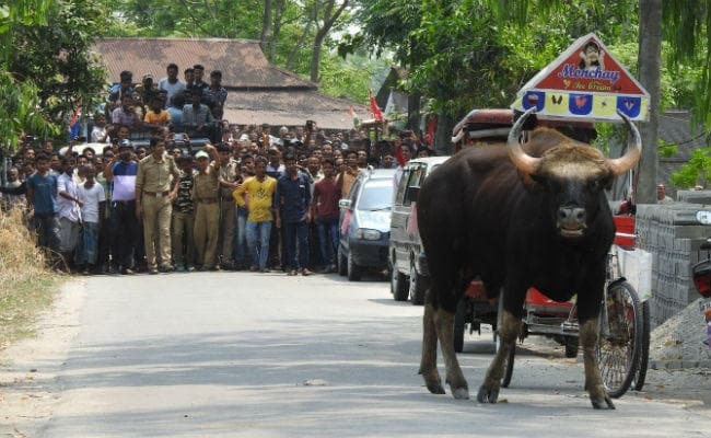जलपाईगुड़ी में दो जंगली भैंसों ने जमकर मचाया उत्पात, वनकर्मियों ने बेहोश कर किया काबू में