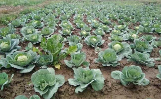 सब्जी उत्पादकों के लिए पूरे राज्य में बनेगा संघ
