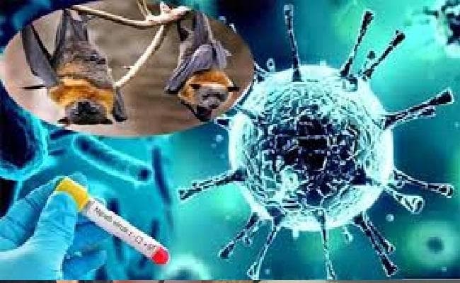 निपाह विषाणु : छह संदिग्ध मरीजों की जांच के नतीजे निगेटिव आए
