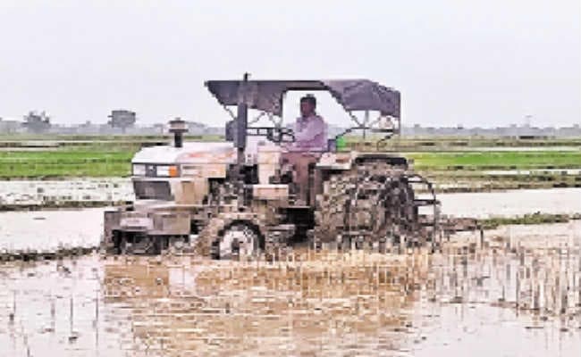 सासाराम : रोपनी शुरू होते ही खेतों में तनने लगे लाठी-डंडे व बंदूक