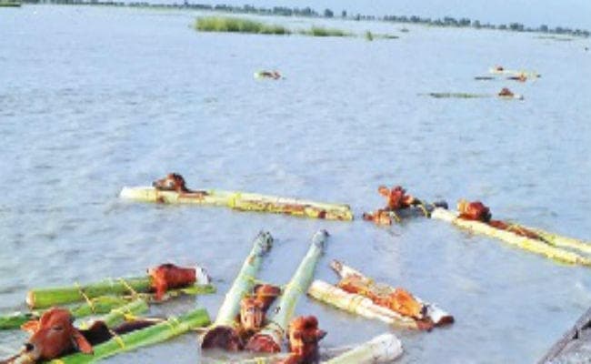 उफनायी गंगा में ऐसे हो रही मवेशी तस्करी, देखें तस्वीर उफनायी गंगा में ऐसे हो रही मवेशी तस्करी, देखें तस्वीर