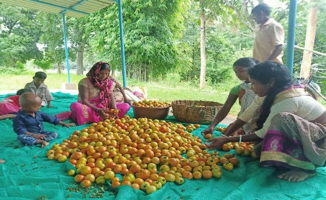 नक्सलियों के गढ़ में टमाटर की खेती ने बदली दर्जनों गांव की तसवीर, महिलाएं हो रहीं आत्मनिर्भर