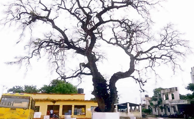 चंपारण सत्याग्रह का साक्षी नीम का पेड़ सूखने के कगार पर