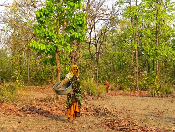 बोकारो : पेड़ गोद लेकर दे रहे पर्यावरण संरक्षण का संदेश, साल 2022 से जिम्मेदारी निभा रहे ग्रामीण बोकारो : पेड़ गोद लेकर दे रहे पर्यावरण संरक्षण का संदेश, साल 2022 से जिम्मेदारी निभा रहे ग्रामीण