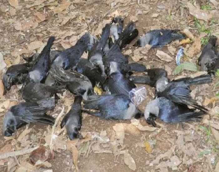 मधुकॉन के दिघवारा व नयागांव बेस कैंप में घुसा बाढ़ का पानी
