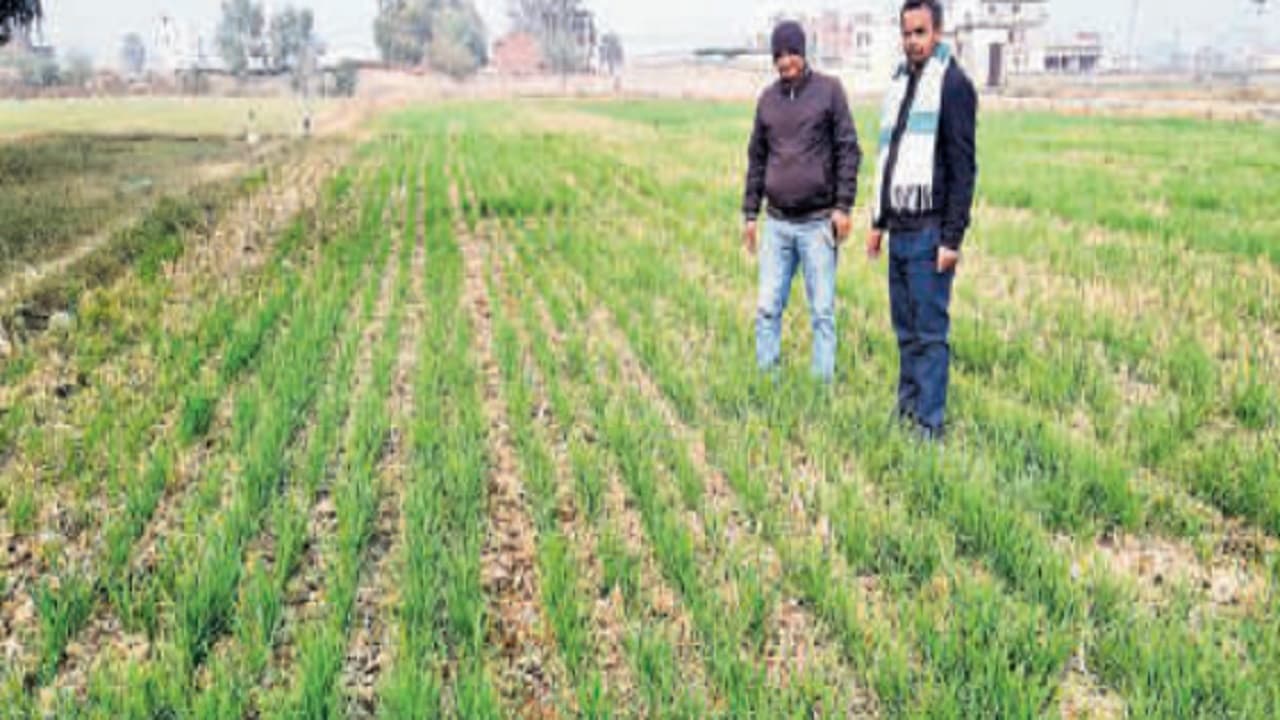 Bihar: कृषि विज्ञान केंद्र किसानों को देगा कई तोहफे, किसान भाई रेडियो से हो रही दिक्कतों का पा सकेंगे समाधान Bihar: कृषि विज्ञान केंद्र किसानों को देगा कई तोहफे, किसान भाई रेडियो से हो रही दिक्कतों का पा सकेंगे समाधान