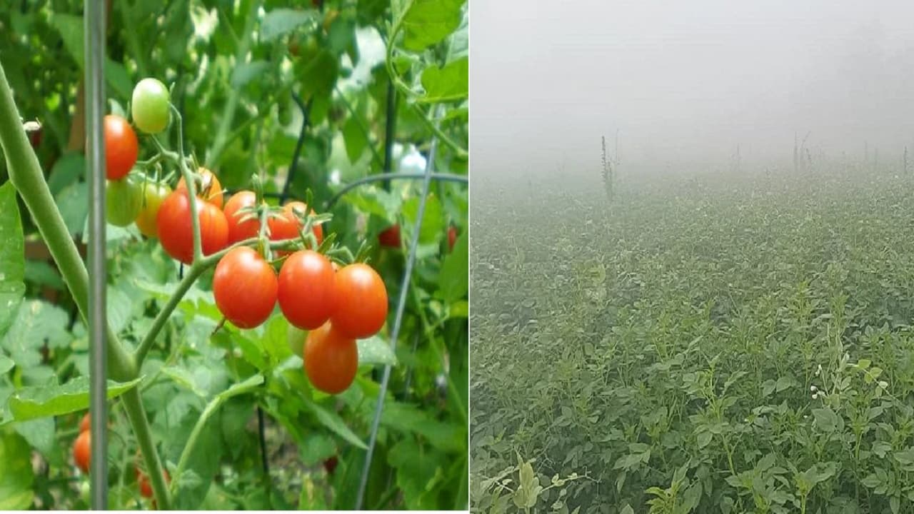 खेती-किसानी: आलू-टमाटर के साथ रबी के फसल में फैल रहा झुलसा रोग, जानें ठंड से पशुओं को बचाने के लिए टिप्स खेती-किसानी: आलू-टमाटर के साथ रबी के फसल में फैल रहा झुलसा रोग, जानें ठंड से पशुओं को बचाने के लिए टिप्स