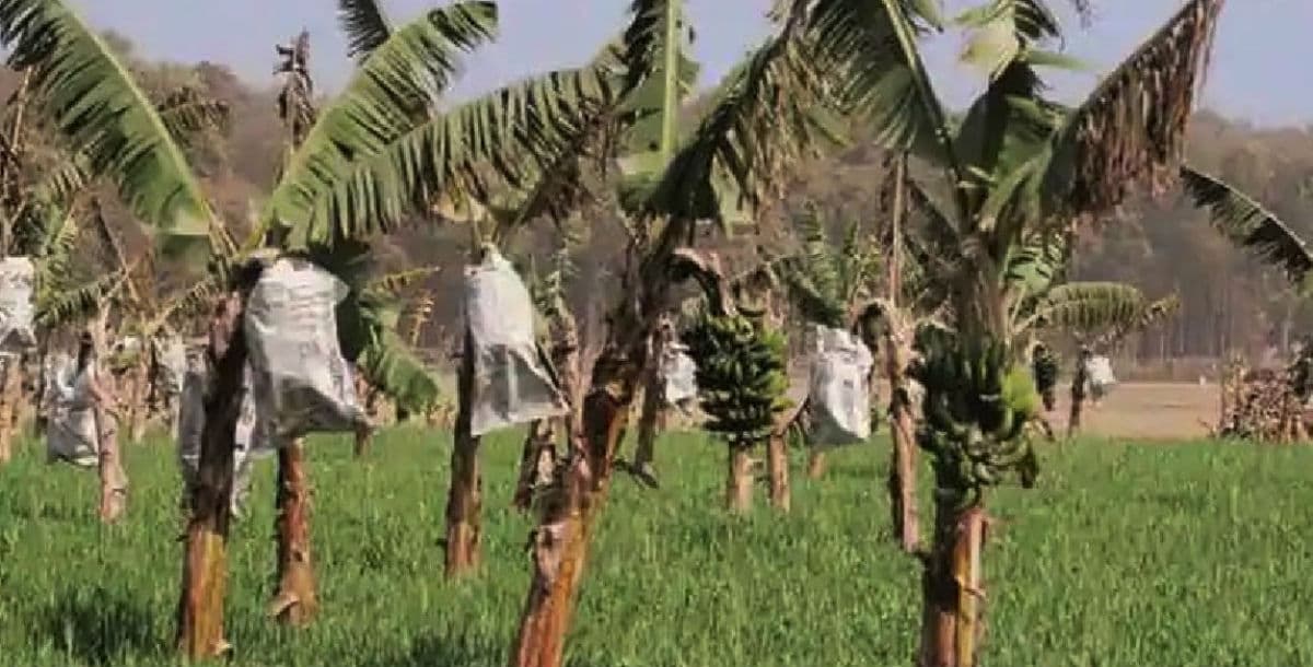 Corona के बाद भारत में अब Banana Covid का खतरा, हो सकती है भारी क्षति Corona के बाद भारत में अब Banana Covid का खतरा, हो सकती है भारी क्षति
