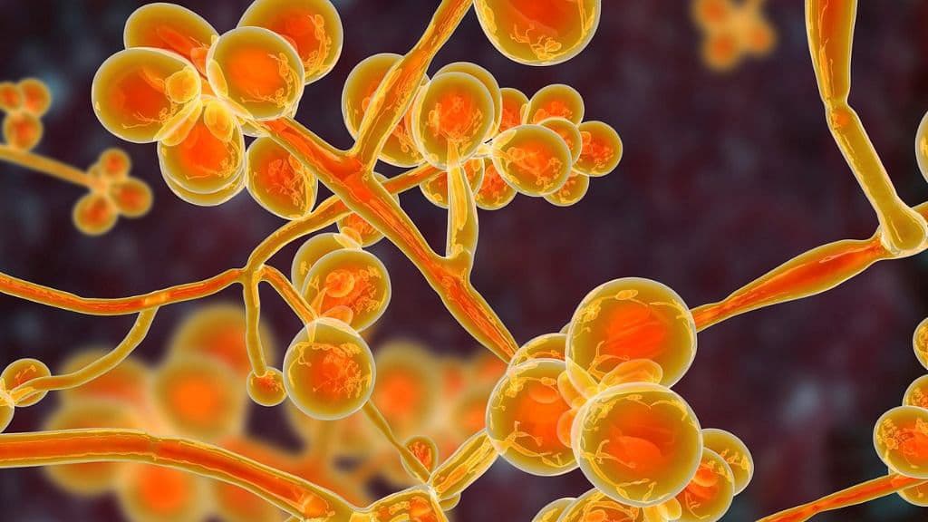 Corona से भी खतरनाक हो सकता है Fungus, वैज्ञानिकों ने दी इससे अगली महामारी की चेतावनी Corona से भी खतरनाक हो सकता है Fungus, वैज्ञानिकों ने दी इससे अगली महामारी की चेतावनी