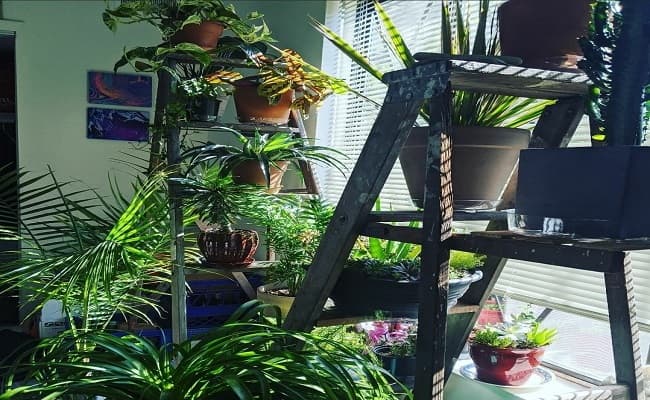 घर में पौधे लगाने प्रेरित कर रहा बिहार सरकार, ऑक्सीजन के लिए चला रहा Nature Cures You अभियान घर में पौधे लगाने प्रेरित कर रहा बिहार सरकार, ऑक्सीजन के लिए चला रहा Nature Cures You अभियान